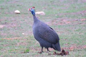 Helmeted Guineafowl