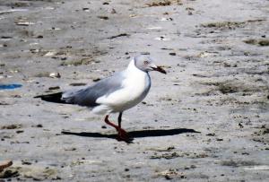 Gray-headed Gull