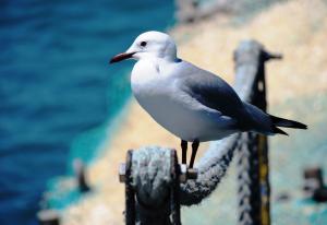 Hartlaub's Gull
