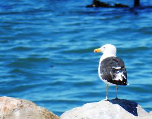 Kelp Gull