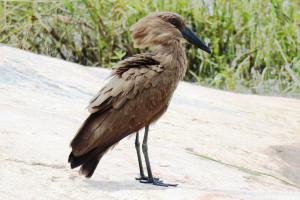 Hamerkop