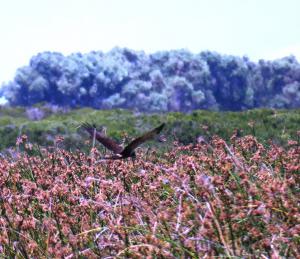 African Marsh Harrier