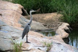 Grey Heron