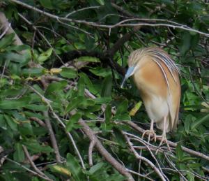 Squacco Heron