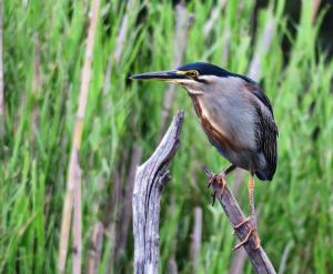 Striated Heron