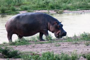 Hippopotamus