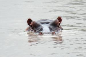 Hippopotamus