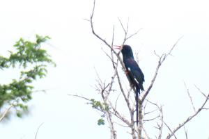 Green Wood Hoopoe