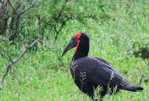 Southern Ground Hornbill