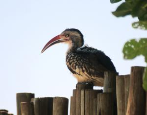 Southern Red-billed Hornbill