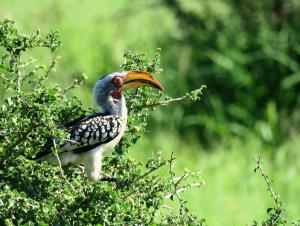 Southern Yellow-billed Hornbill