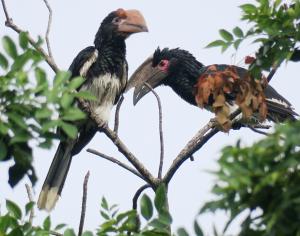 Trumpeter Hornbill