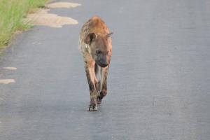Spotted Hyena