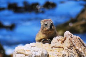 Rock Hyrax