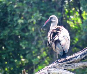 Hadada Ibis