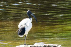Sacred Ibis