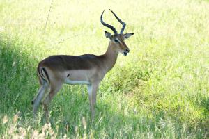 Impala