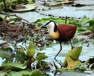 African Jacana