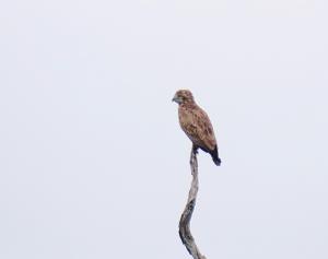 Greater Kestrel