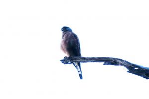 Rock Kestrel