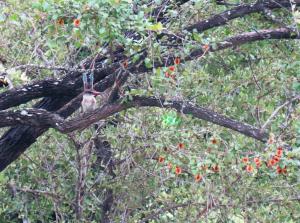 Brown-headed Kingfisher