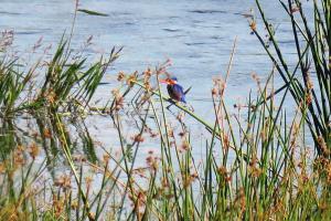 Malachite Kingfisher