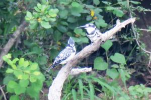 Pied Kingfisher