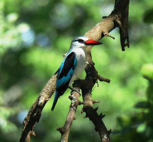 Woodland Kingfisher