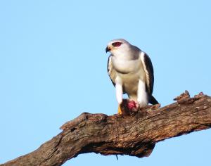 Black-winged Kite
