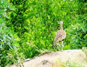 Red-crested Korhaan