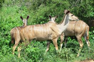 Greater Kudu
