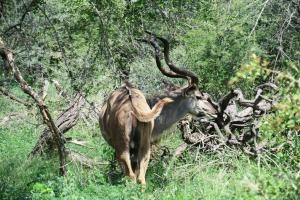 Greater Kudu