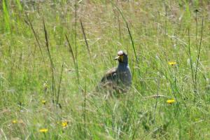 African Wattled Lapwing