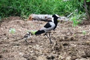Blacksmith Lapwing