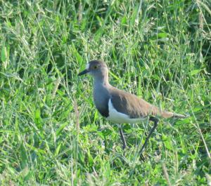 Senegal Lapwing