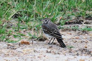Dusky Lark
