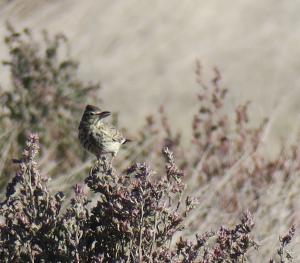 Large-billed Lark