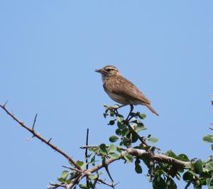 Sabota Lark