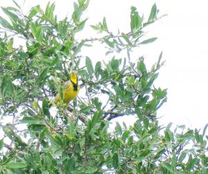 Yellow-throated Longclaw