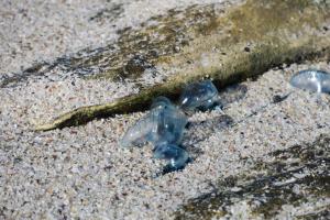 Portuguese Man-o-War