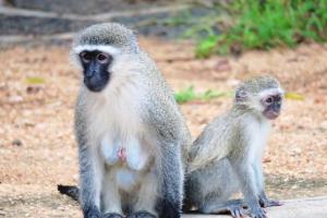 Vervet Monkey