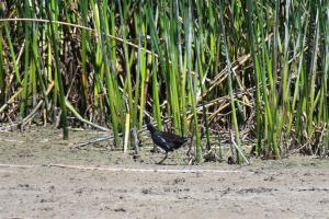 Common Moorhen