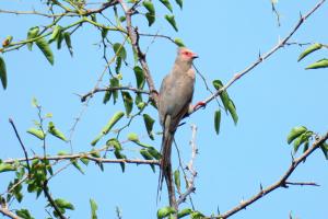 Red-faced Mousebird