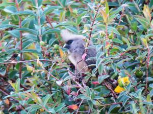 Speckled Mousebird