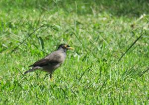 Common Myna