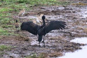 African Openbill