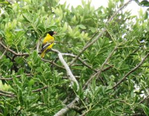 Black-headed Oriole