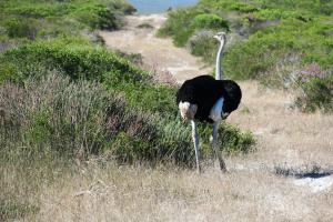 Southern Ostrich