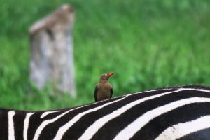 Red-billed Oxpecker