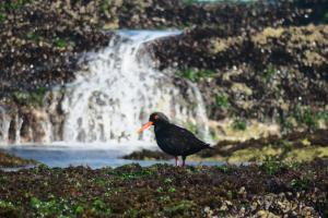 African Oystercatcher